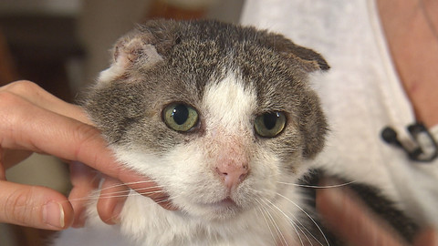 Chcete mě? - Chcete je?