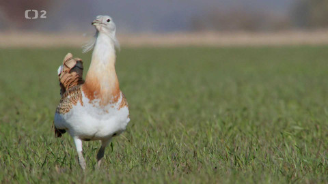 Evropa dnes - Drop velký - ikonický pták eurasijských stepí