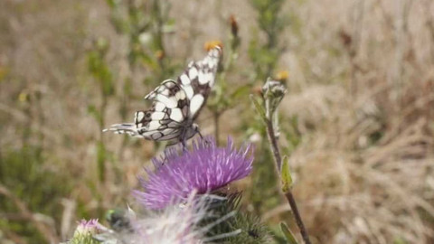 Evropa dnes - Biologická rozmanitost a zemědělství - plodné soužití