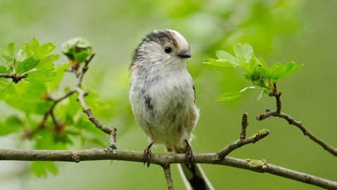 Divoká příroda Bavorska - 2/2 Živá a divoká