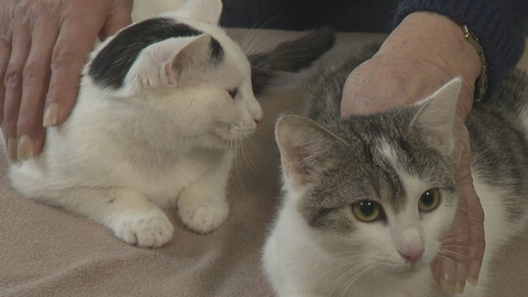 Chcete mě? - Chcete je?