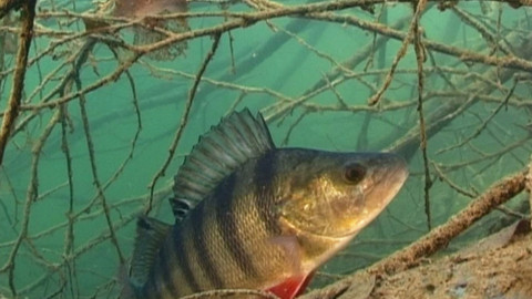 Chcete mě? - 1. listopadu 2015