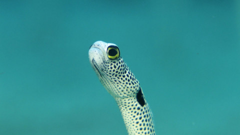 Obdivuhodný svět přírody - Úhořovec Hassův, Japonsko