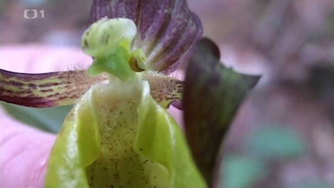 Živé srdce Evropy - Střevíčník pantoflíček