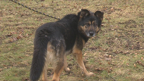 Chcete mě? - Chcete je?