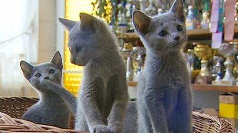 Chcete mě? - 29. října 2008