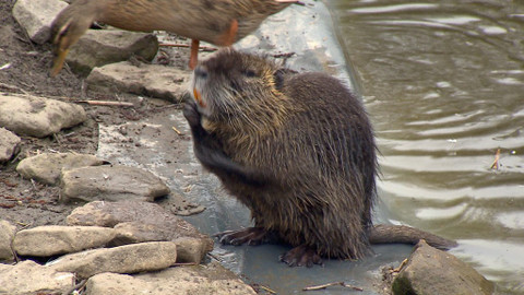 Chcete mě? - 1. května 2016
