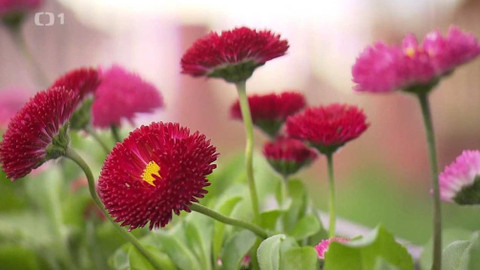 Týden v regionech (Ostrava) - 22. května 2021