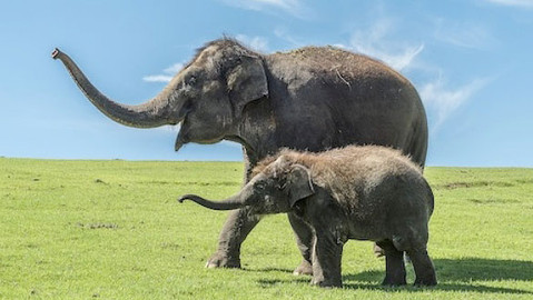 Příběhy zvířecích miminek - Epizoda 16/28