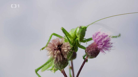 Herbář - 20. listopadu 2022