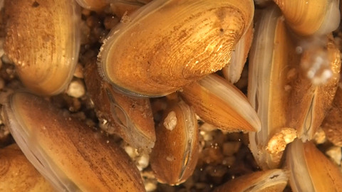 Nedej se! - Perlorodky na dně