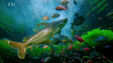 Polopatě - 28. února 2021