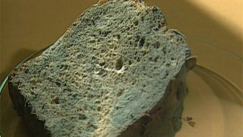 První pomoc - Plísně