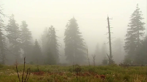 Na větvi - Prales na Kněhyni