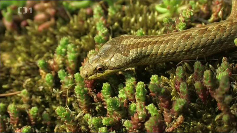 Živé srdce Evropy - Užovka hladká