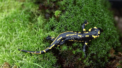 Nedej se! - Válka za mloky