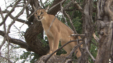 Obdivuhodný svět přírody - Karakal, létající superkočka