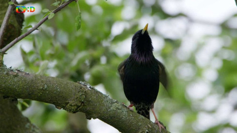 Ptačí rodinky - Hladová špaččata