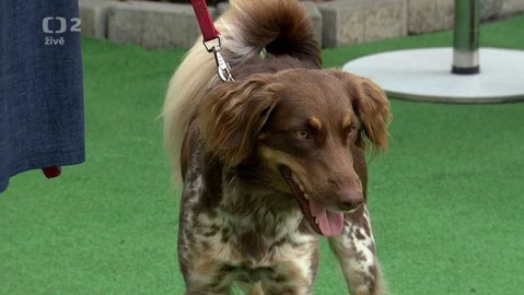 Dobré ráno - 13. srpna 2020