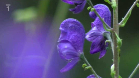 Živé srdce Evropy - Oměj tuhý moravský