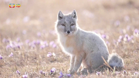 Zprávičky - 9. května