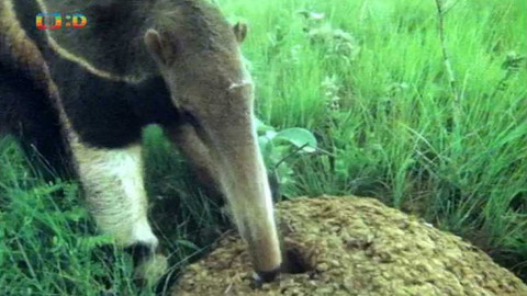 Tajemství zvířecího těla - 14/15 Nosy