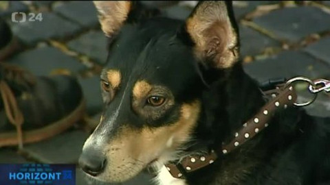 Horizont ČT24 - 11. listopadu 2012