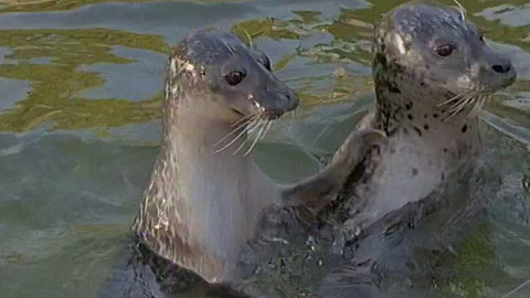 O zvířatech a lidech - 9/13 Krize