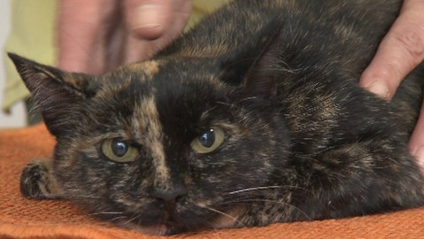 Chcete mě? - Chcete je?