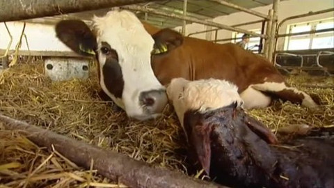 Náš venkov - O tom mléčném trápení…