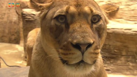 Náš zvěřinec - Ať je koček milion!