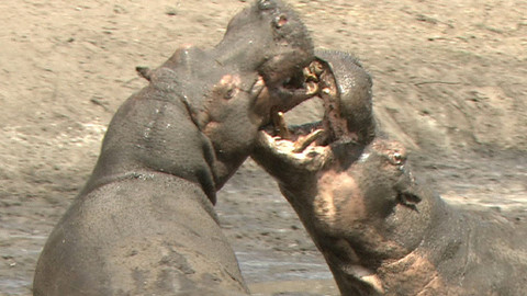 Obdivuhodný svět přírody - Hroch, říční obr