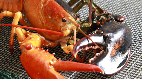 Podivuhodné přírodní úkazy - Epizoda 3/3