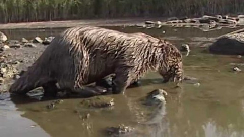 Vydrýsek - 8/13 O králi ptactva