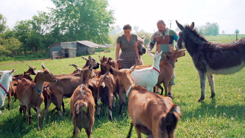 Co naše babičky uměly a na co my jsme zapomněli - Koza