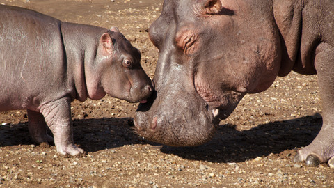 Serengeti - 3/6 Rodinné vztahy