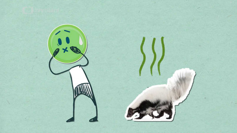To je něco! - Proč skunk tak děsně páchne?