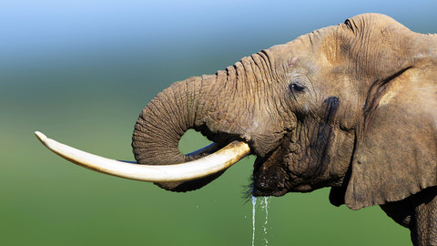 Podivuhodná zvířata - 5/12 Sloni