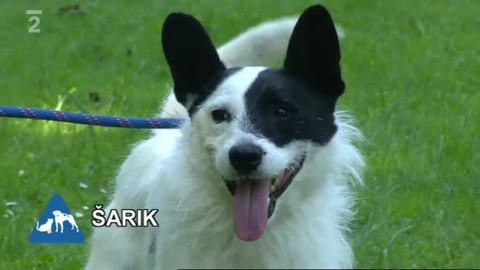 Chcete mě? - Chcete je?