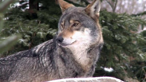 Nedej se! - Kdo chce s vlky žíti