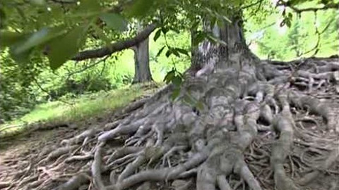Paměť stromů - 15/15 Stromy s "nej"