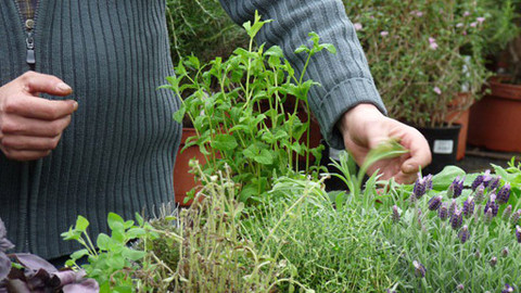 Zahrada pod lupou - 5. května 2012