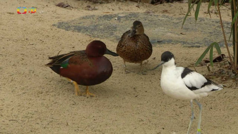 Terčin zvířecí svět - 7. dubna 2023