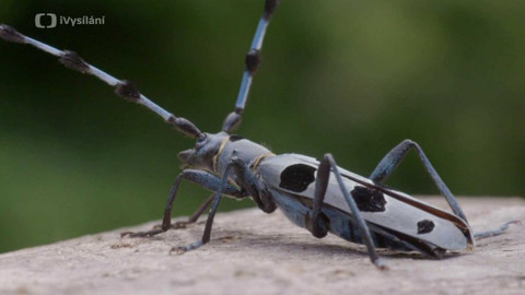 Minuty z přírody - Tesařík alpský