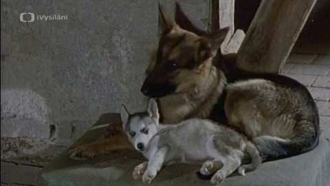 O zvířatech a lidech - 6/13 Dostihy