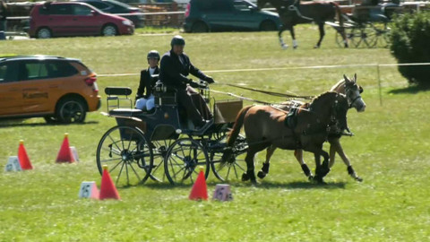 Jezdectví - Zlatá podkova v Humpolci