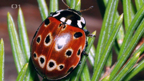 Polopatě - 6. dubna