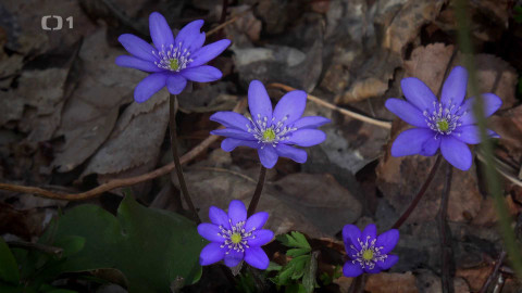 Kořeny lesa - Epizoda 18/40