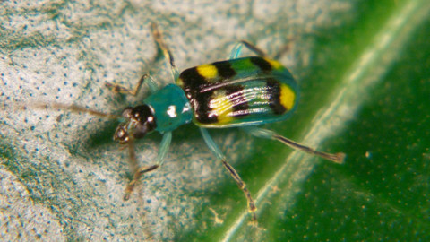 Obdivuhodný svět přírody - Mistři kamufláže, Kostarika