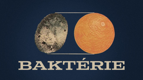 Baktérie